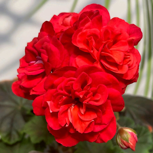 제라늄 리아마르셀리나