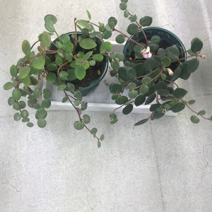 코도난테 데보시아나 파울라 (제라늄X)