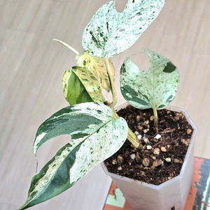 에피프레넘 마블피나텀 바리에가타