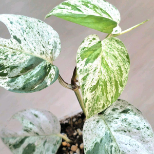 에피프레넘 마블피나텀 바리에가타