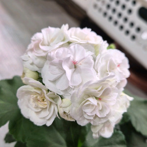 제라늄. 달빛물안개