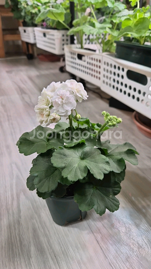 제라늄. 달빛물안개--1