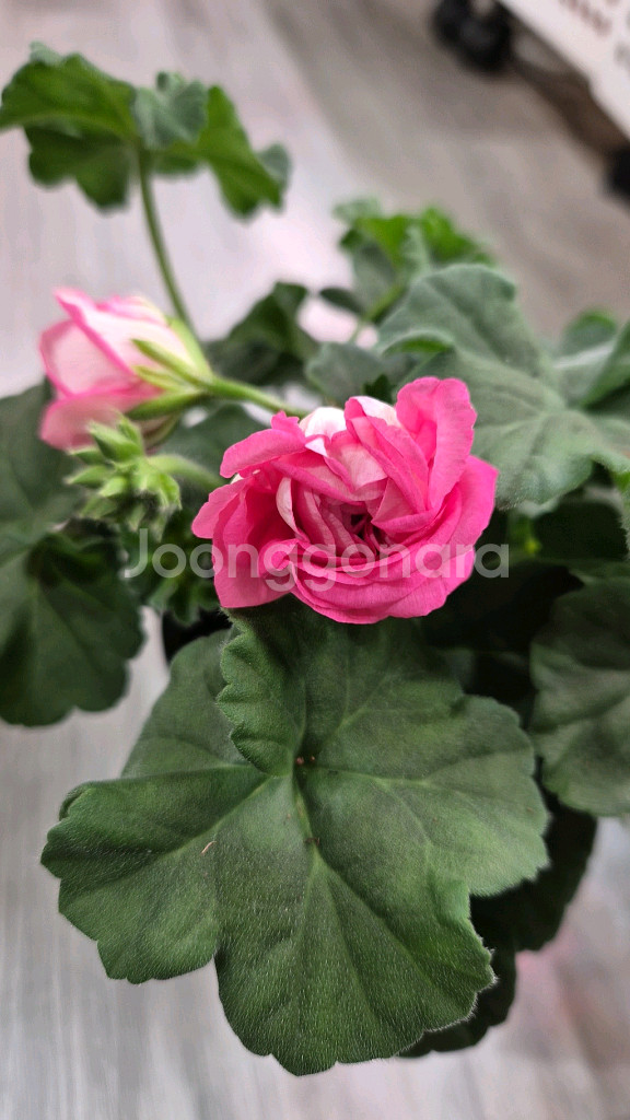 제라늄. 송오브콜초바--0