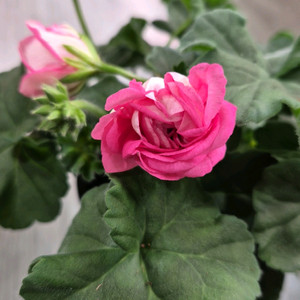 제라늄. 송오브콜초바