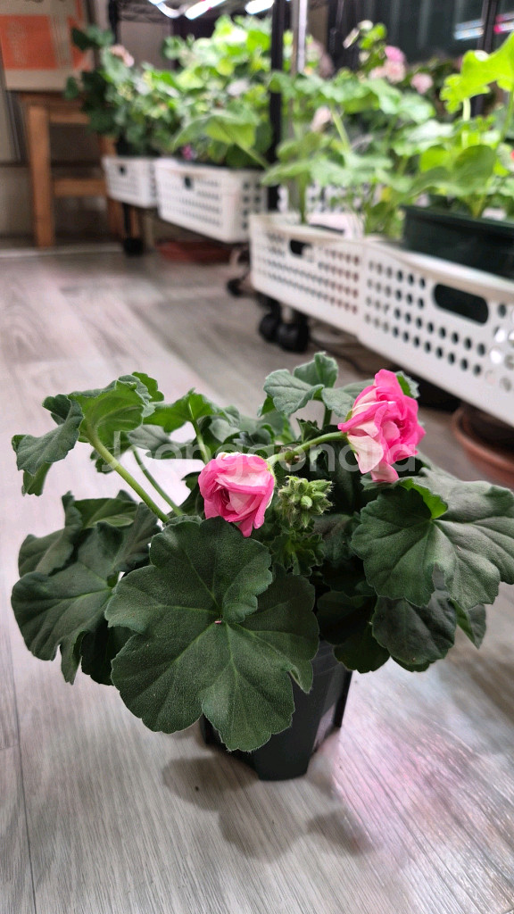 제라늄. 송오브콜초바--2