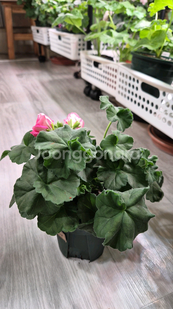 제라늄. 송오브콜초바--1