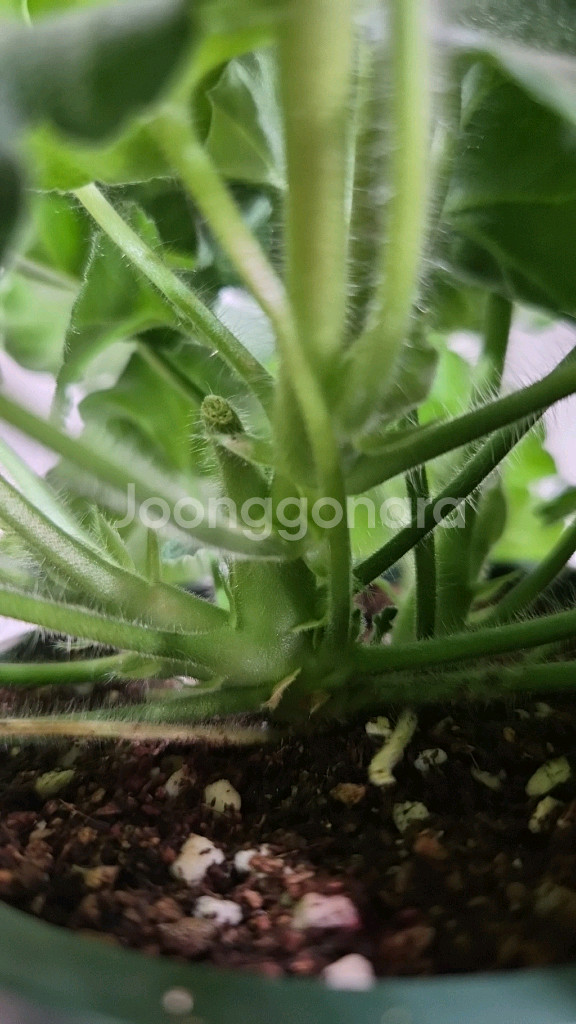 제라늄. 송오브콜초바--4