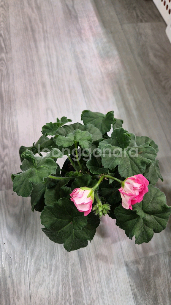 제라늄. 송오브콜초바--3