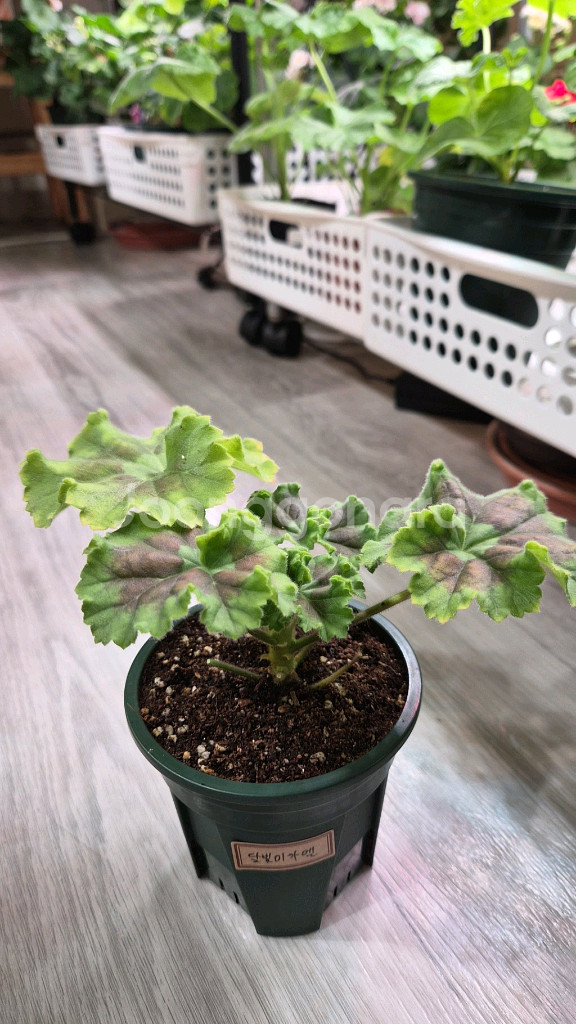 제라늄. 달빛미카엘--0