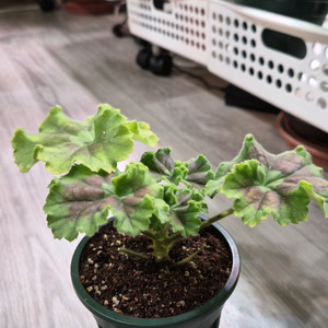 제라늄. 달빛미카엘