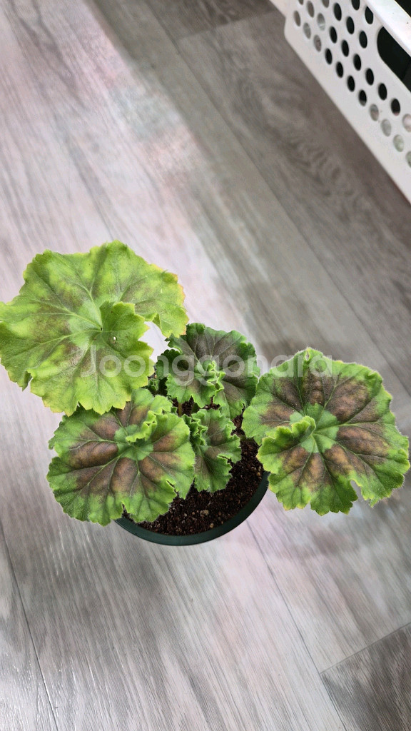 제라늄. 달빛미카엘--1