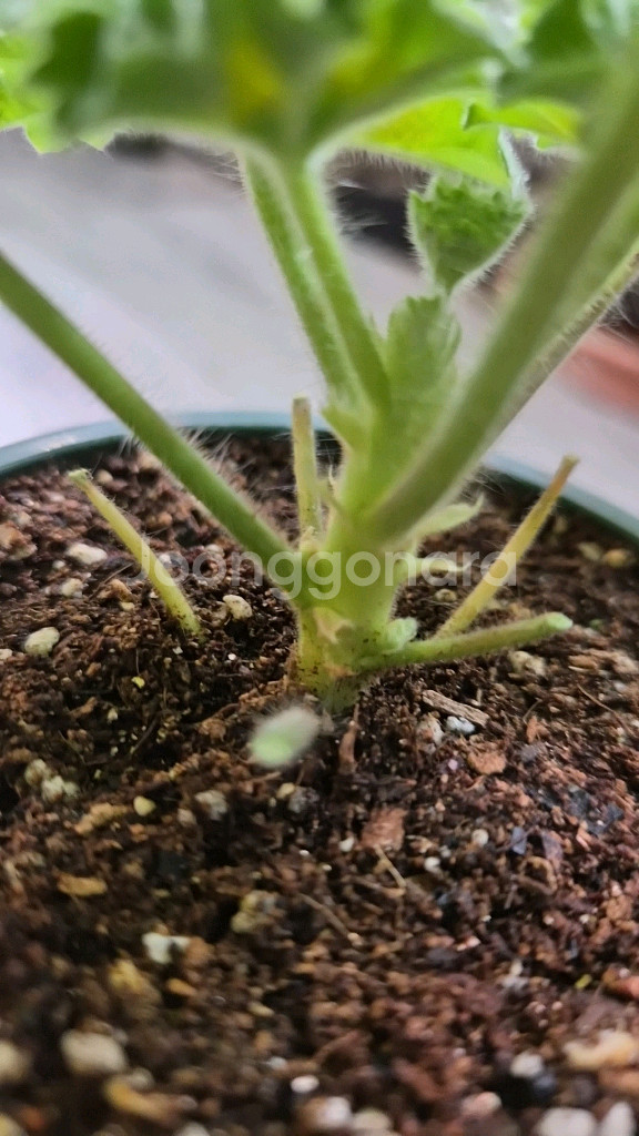 제라늄. 달빛미카엘--2