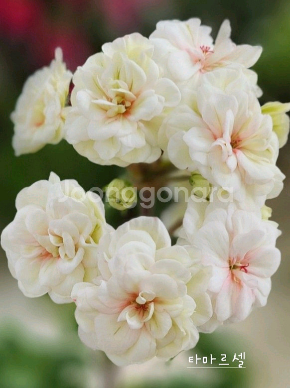 제라늄 타마르셜--0