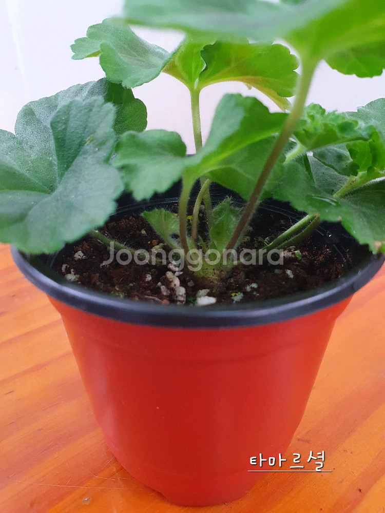 제라늄 타마르셜--2