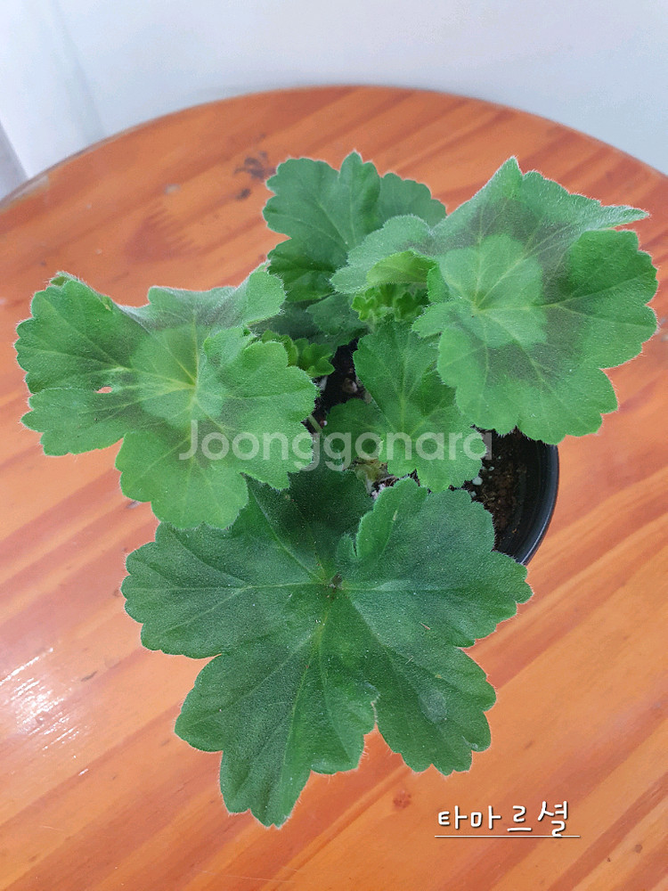 제라늄 타마르셜--1