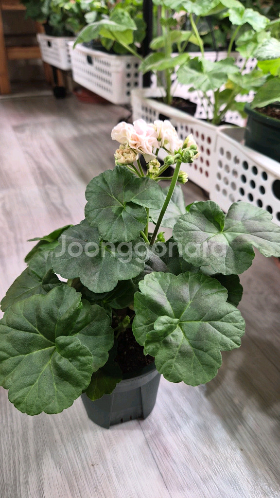 제라늄. 엔젤스콰이어--1