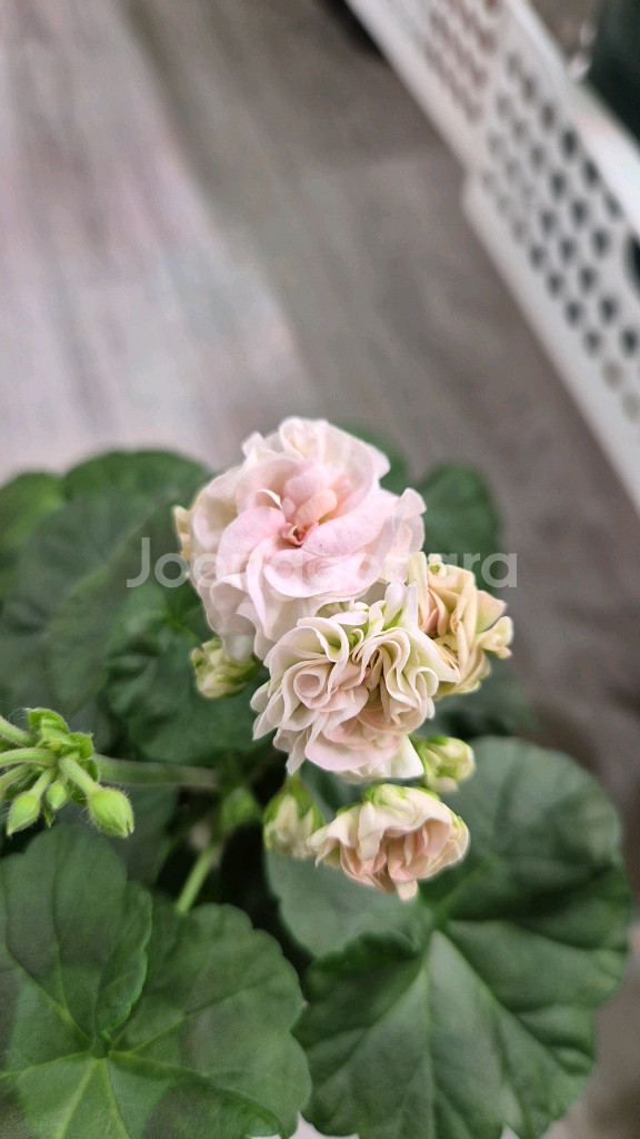 제라늄. 엔젤스콰이어--0