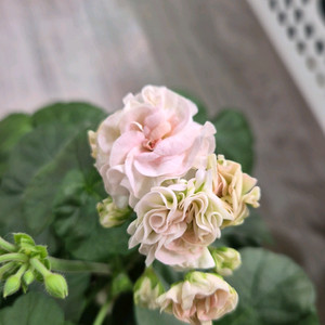 제라늄. 엔젤스콰이어