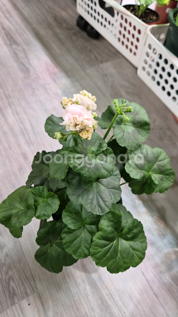 제라늄. 엔젤스콰이어--3