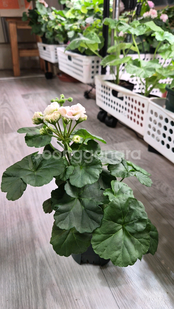 제라늄. 엔젤스콰이어--2