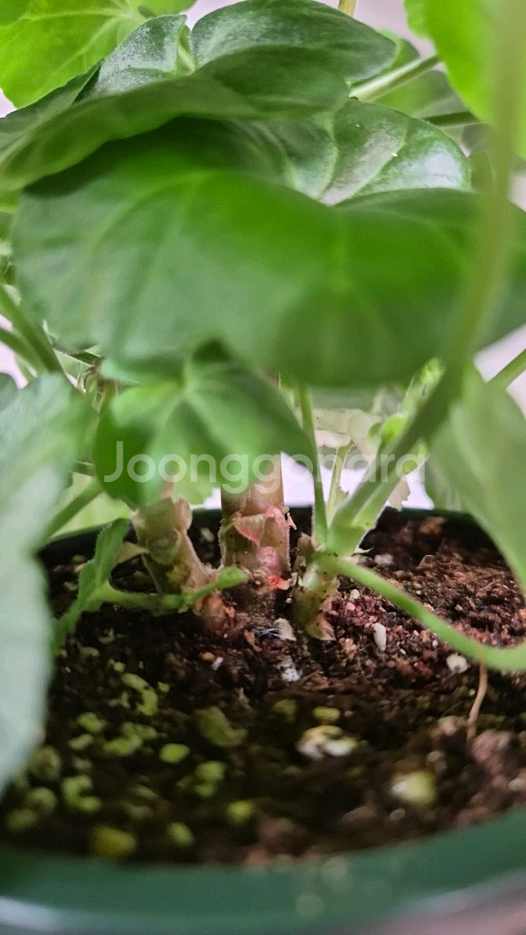 제라늄. 엔젤스콰이어--4