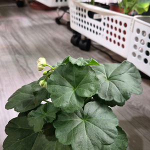 제라늄. 파라다이스애플