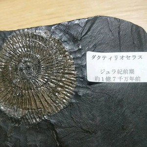 닥틸리오세라스 암모나이트 화석 Dactylioceras