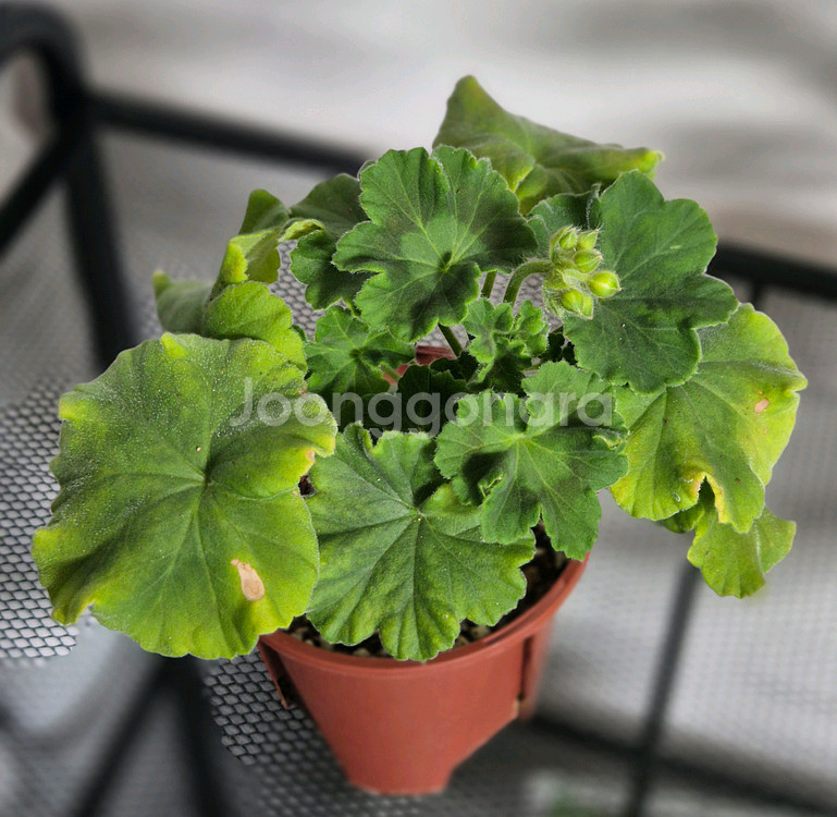 제라늄 3종 꾸비돈, 다나에, 디아나--0