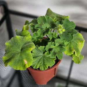 제라늄 3종 꾸비돈, 다나에, 디아나