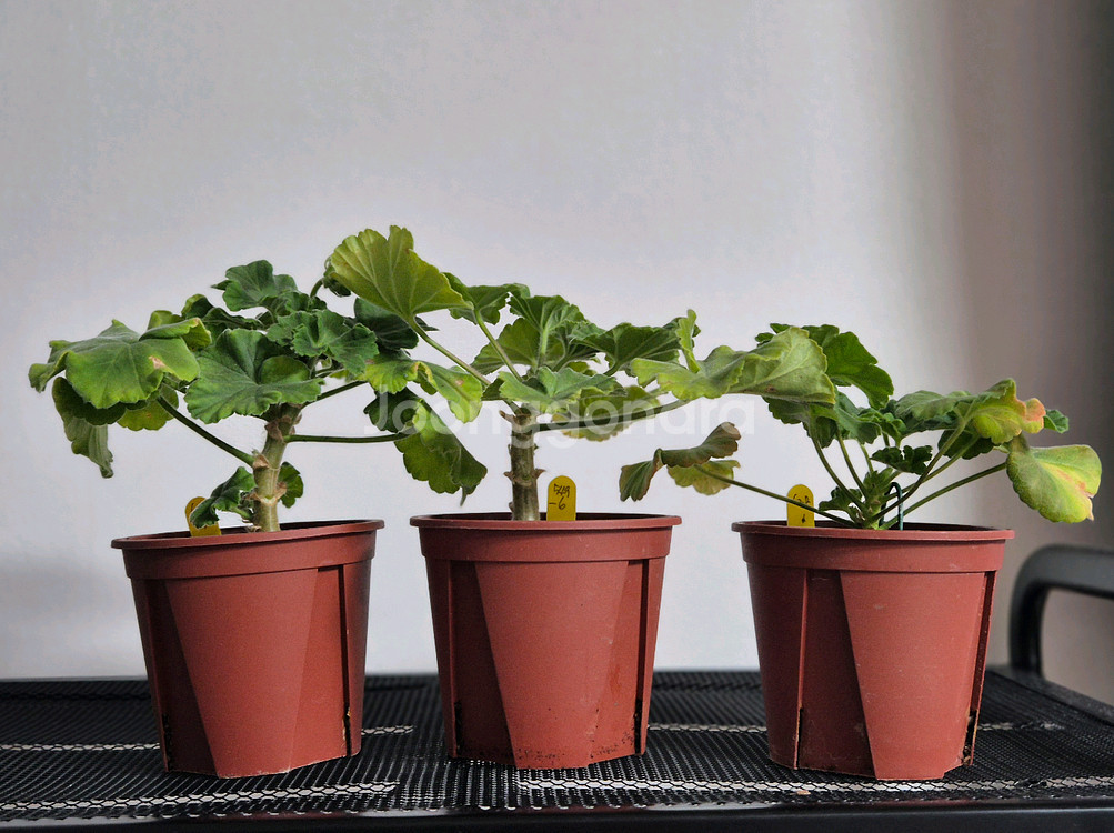 제라늄 3종 꾸비돈, 다나에, 디아나--3