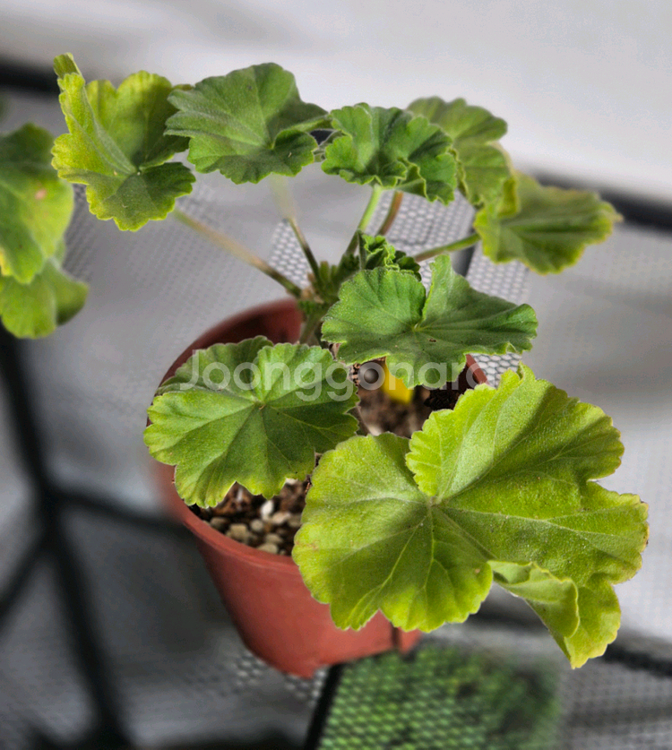 제라늄 3종 꾸비돈, 다나에, 디아나--1