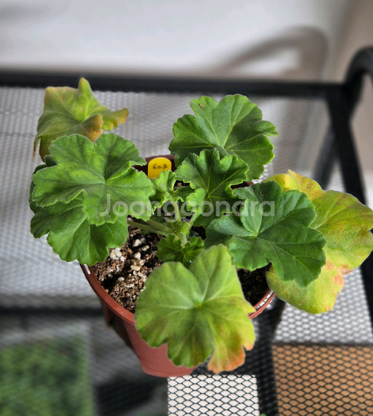 제라늄 3종 꾸비돈, 다나에, 디아나--2