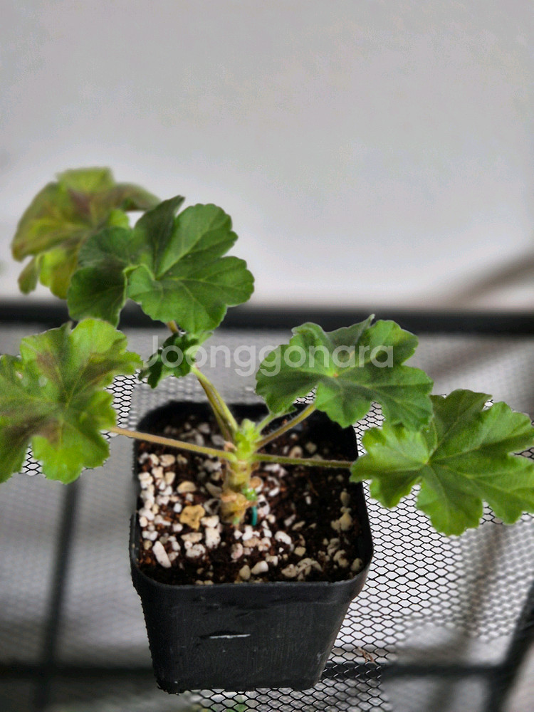 제라늄 UV다나에. UV물병자리별--0