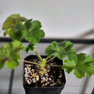 제라늄 UV다나에. UV물병자리별