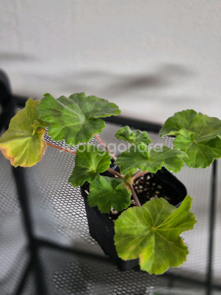 제라늄 UV다나에. UV물병자리별--1