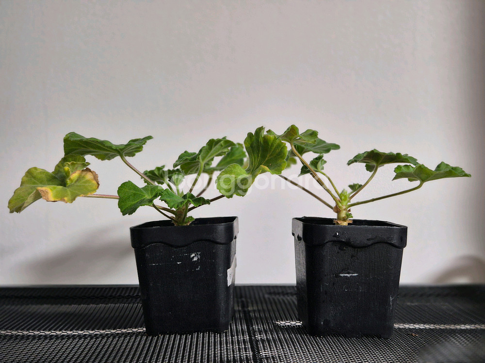 제라늄 UV다나에. UV물병자리별--2