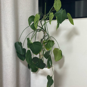 몬스테라 화분포함