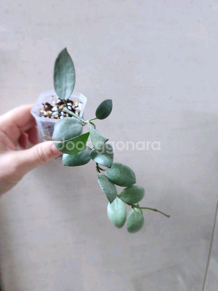 호야민트코인--1