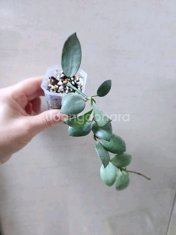 호야민트코인--0