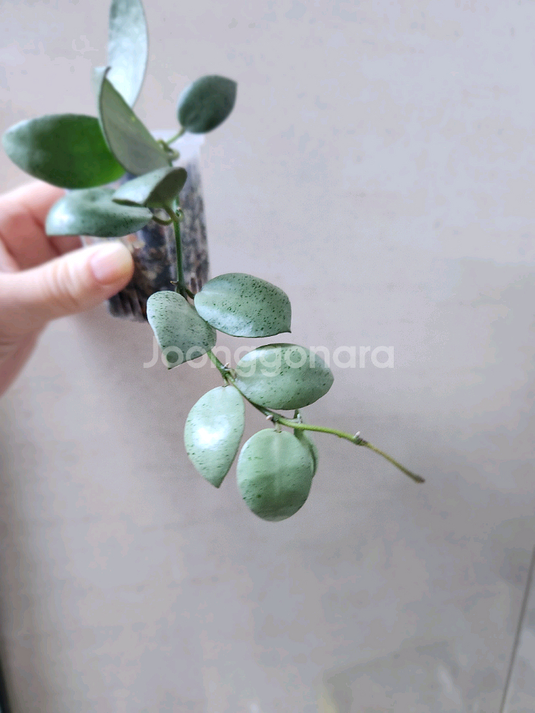 호야민트코인--2