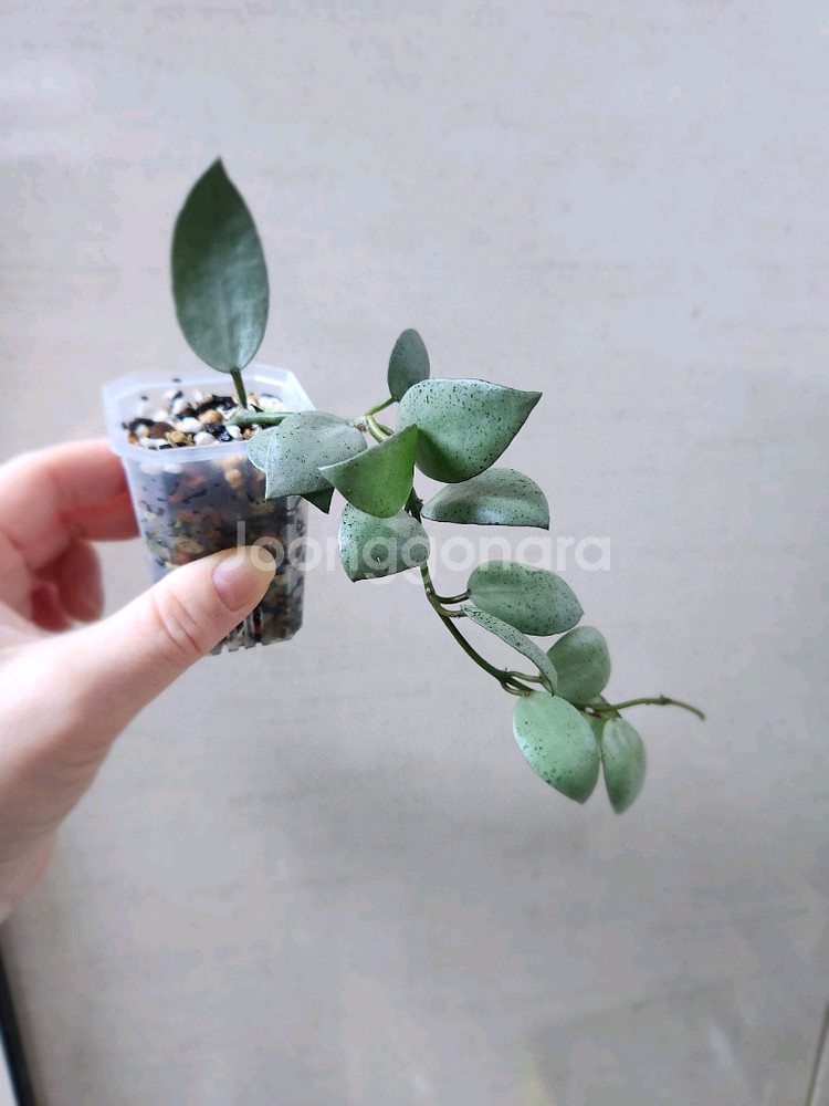 호야민트코인--4