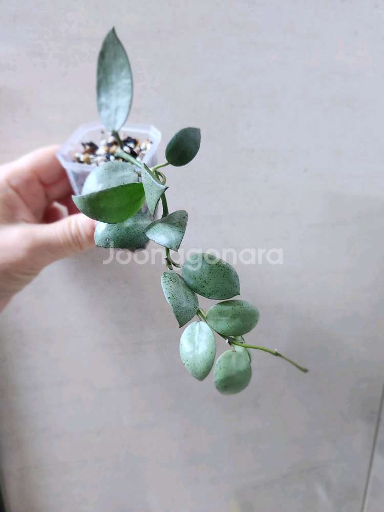 호야민트코인--3