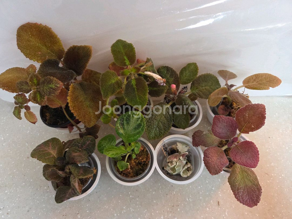 에피스시아 8종 일괄_스노우화이트.페비데드쟈드.블루닐등--0