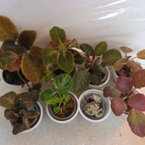 에피스시아 8종 일괄_스노우화이트.페비데드쟈드.블루닐등