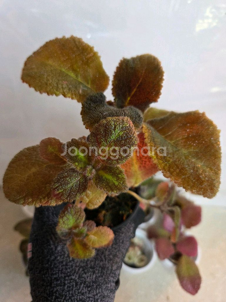 에피스시아 8종 일괄_스노우화이트.페비데드쟈드.블루닐등--1