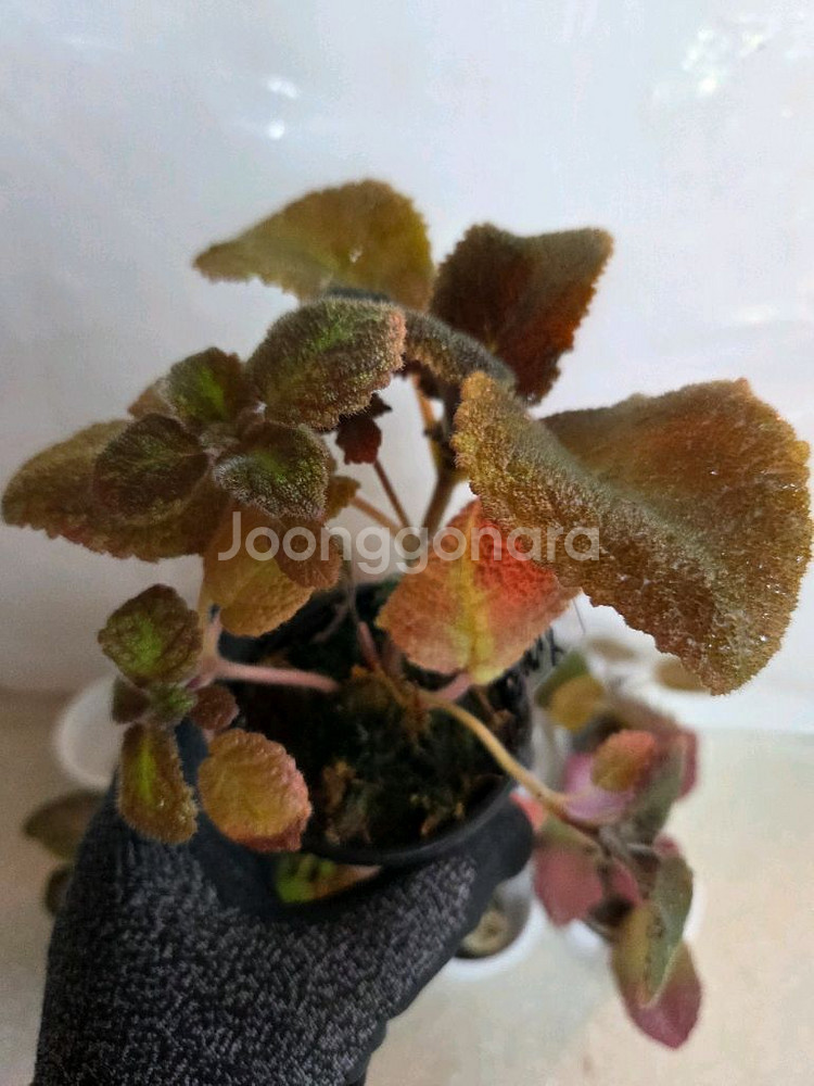 에피스시아 8종 일괄_스노우화이트.페비데드쟈드.블루닐등--2