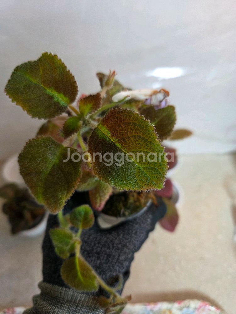 에피스시아 8종 일괄_스노우화이트.페비데드쟈드.블루닐등--3