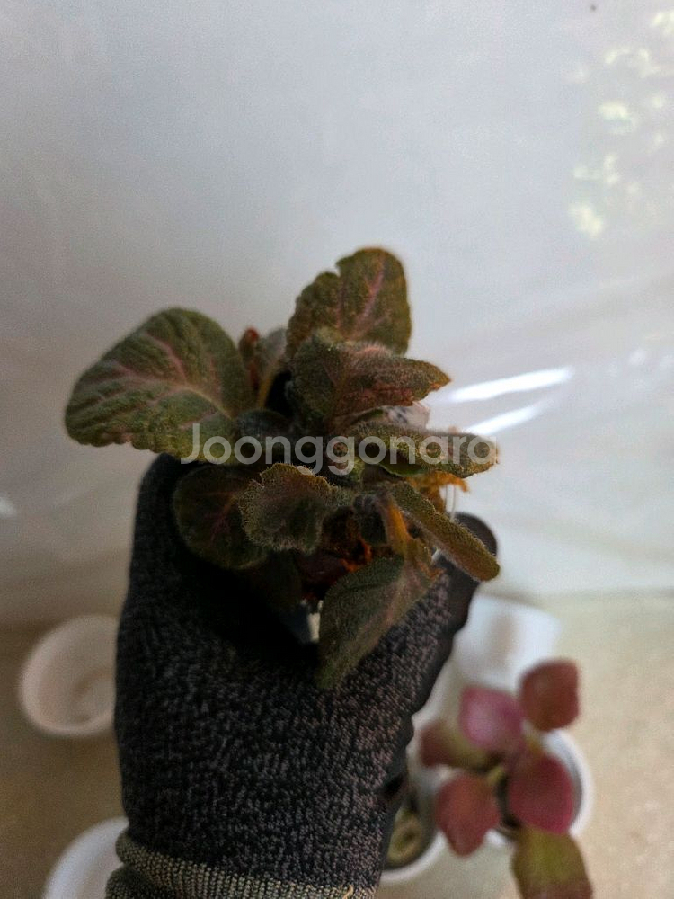 에피스시아 8종 일괄_스노우화이트.페비데드쟈드.블루닐등--6