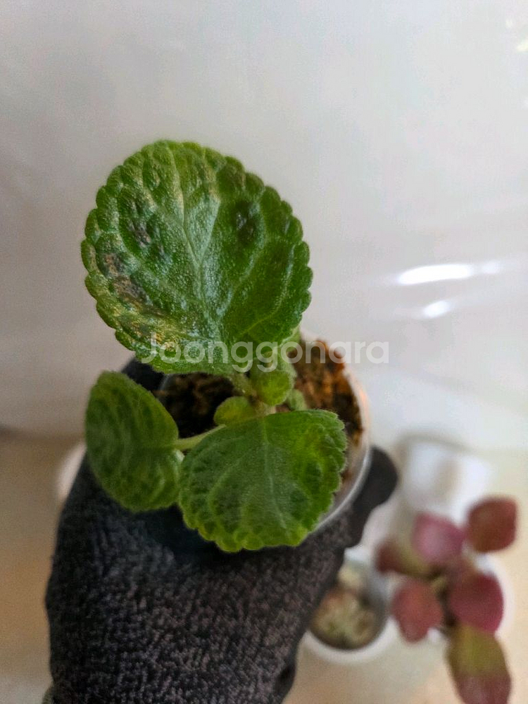 에피스시아 8종 일괄_스노우화이트.페비데드쟈드.블루닐등--7