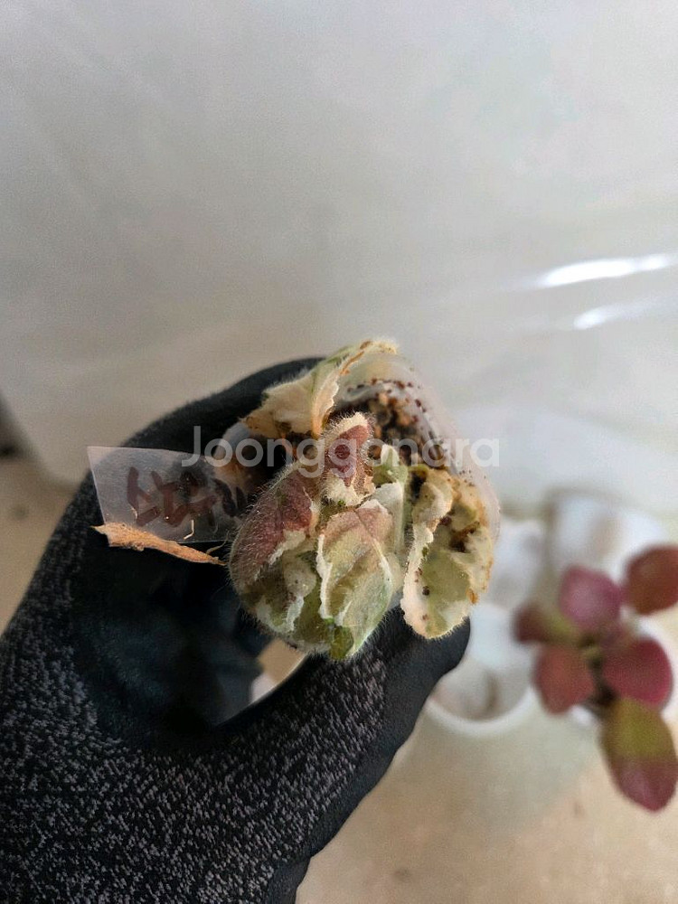 에피스시아 8종 일괄_스노우화이트.페비데드쟈드.블루닐등--8